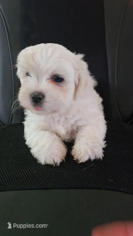 Bear – Bichon Frise, Shih Tzu puppy for sale in Brunswick, OH