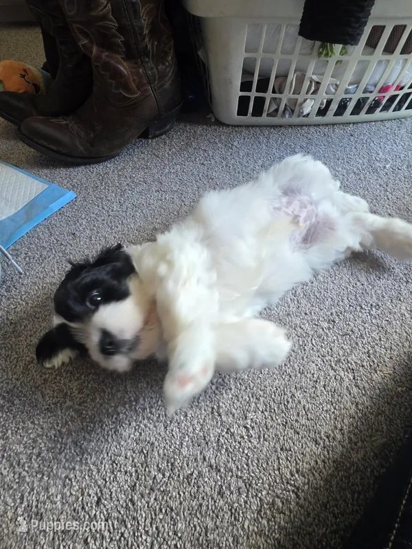 Tank – Bichon Frise, Shih Tzu puppy for sale in Brunswick, OH
