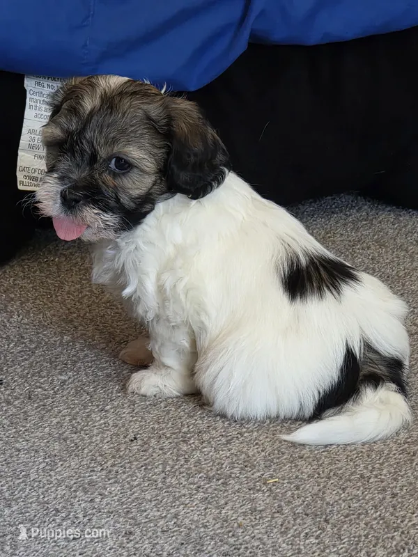 Matilda ( Tilly) – Bichon Frise, Shih Tzu puppy for sale in Brunswick, OH