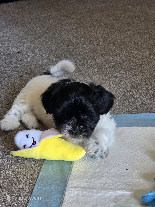 Daisy – Bichon Frise, Shih Tzu puppy for sale in Brunswick, OH