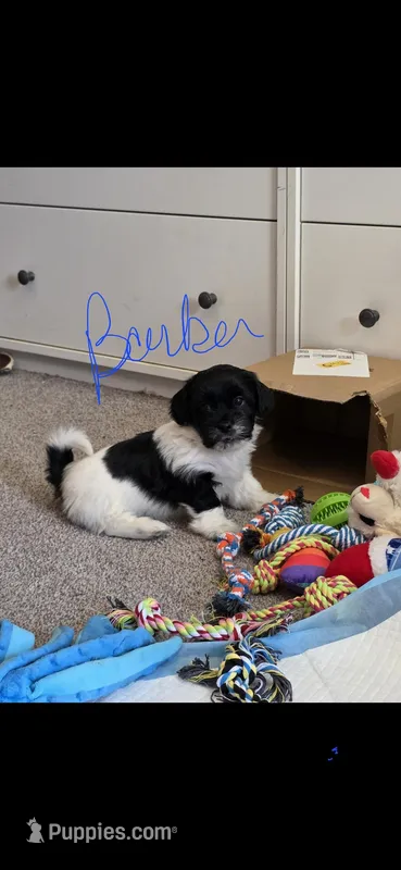 Barker – Bichon Frise, Shih Tzu puppy for sale in Brunswick, OH