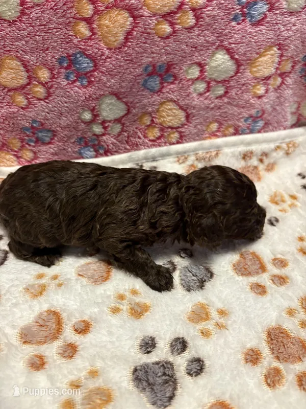 Briscoe – Poodle - Miniature  puppy for sale in Douglasville, GA
