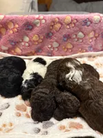 Briscoe, a male Poodle - Miniature  for sale in Douglasville, GA – Photo 10 of 10