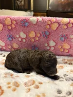 Briscoe, a male Poodle - Miniature  for sale in Douglasville, GA – Photo 5 of 10