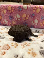 Briscoe, a male Poodle - Miniature  for sale in Douglasville, GA – Photo 4 of 10
