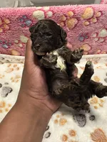 Briscoe, a male Poodle - Miniature  for sale in Douglasville, GA – Photo 3 of 10