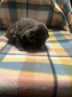 Prime, a male Shih Tzu for sale in Douglasville, GA – Photo 1 of 10