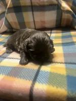 Prime, a male Shih Tzu for sale in Douglasville, GA – Photo 5 of 10