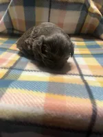 Prime, a male Shih Tzu for sale in Douglasville, GA – Photo 2 of 10