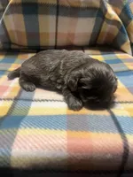 Prime, a male Shih Tzu for sale in Douglasville, GA – Photo 9 of 10