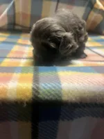 Prime, a male Shih Tzu for sale in Douglasville, GA – Photo 10 of 10