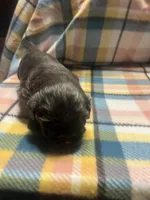 Prime, a male Shih Tzu for sale in Douglasville, GA – Photo 4 of 10