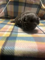 Prime, a male Shih Tzu for sale in Douglasville, GA – Photo 7 of 10