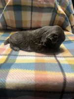 Prime, a male Shih Tzu for sale in Douglasville, GA – Photo 6 of 10