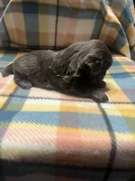 Prime, a male Shih Tzu for sale in Douglasville, GA – Photo 8 of 10