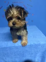 Tank, a male Shih Tzu and Yorkshire Terrier for sale in Douglasville, GA – 2 of 10