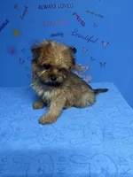 Brownie, a male Shih Tzu for sale in Douglasville, GA – 3 of 10