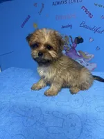 Brownie, a male Shih Tzu for sale in Douglasville, GA – 8 of 10