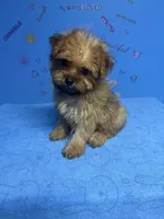 Brownie, a male Shih Tzu for sale in Douglasville, GA – 5 of 10