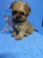 Brownie, a male Shih Tzu for sale in Douglasville, GA – 6 of 10
