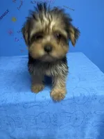 Tank, a male Shih Tzu and Yorkshire Terrier for sale in Douglasville, GA – 8 of 10