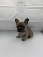 Rock, a male French Bulldog for sale in Douglasville, GA – Photo 2 of 8