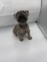 Rock, a male French Bulldog for sale in Douglasville, GA – Photo 5 of 8