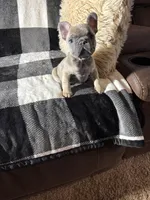 Rock, a male French Bulldog for sale in Douglasville, GA – Photo 8 of 8