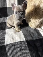 Rock, a male French Bulldog for sale in Douglasville, GA – Photo 7 of 8