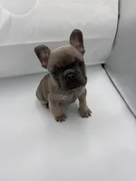 Rock, a male French Bulldog for sale in Douglasville, GA – Photo 4 of 8