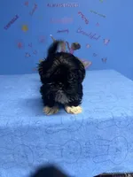 Zeek, a male Shih Tzu for sale in Douglasville, GA – 6 of 10