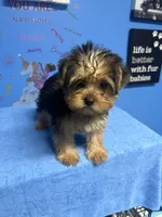 Tank, a male Shih Tzu and Yorkshire Terrier for sale in Douglasville, GA – 4 of 10