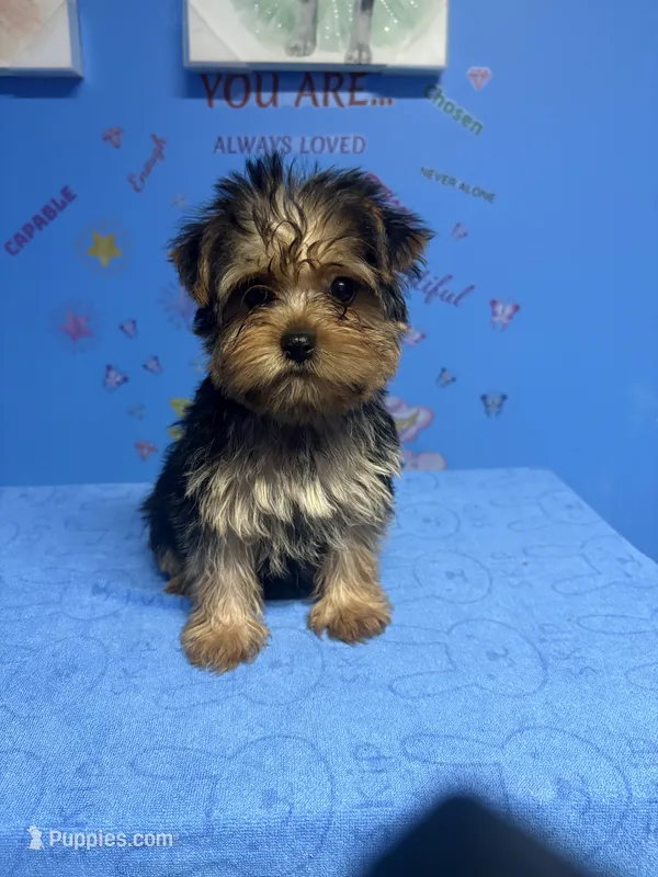 Malorie – Shih Tzu, Yorkshire Terrier puppy for sale in Douglasville, GA