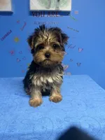 Tank, a male Shih Tzu and Yorkshire Terrier for sale in Douglasville, GA – 7 of 10