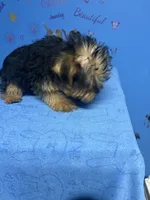 Tank, a male Shih Tzu and Yorkshire Terrier for sale in Douglasville, GA – 6 of 10