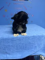 Zeek, a male Shih Tzu for sale in Douglasville, GA – 7 of 10