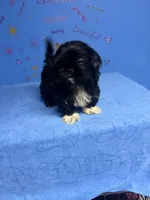 Zeek, a male Shih Tzu for sale in Douglasville, GA – 9 of 10