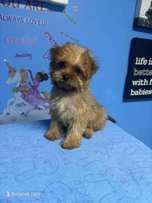 Brownie – Shih Tzu puppy for sale in Douglasville, GA