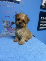 Brownie, a male Shih Tzu for sale in Douglasville, GA – 1 of 10