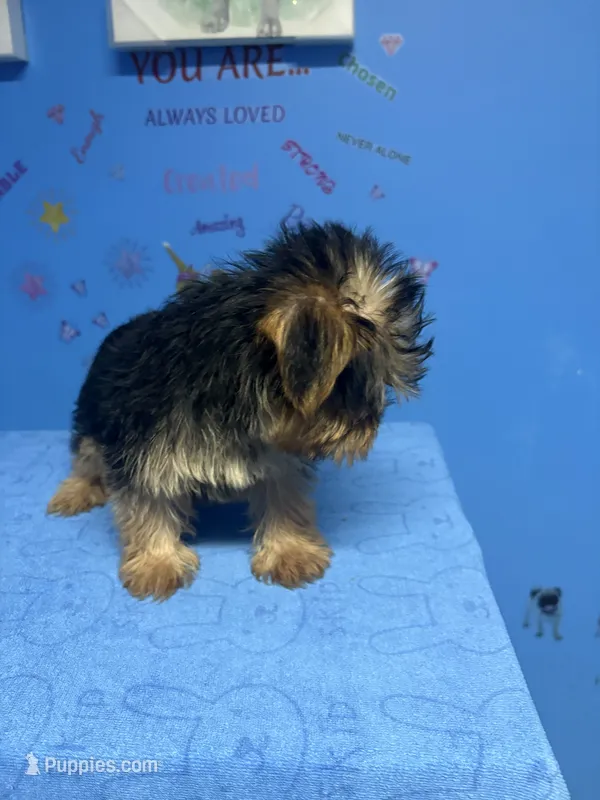 Tank – Shih Tzu, Yorkshire Terrier puppy for sale in Douglasville, GA