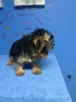 Tank, a male Shih Tzu and Yorkshire Terrier for sale in Douglasville, GA – 1 of 10