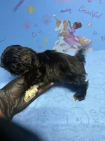 Zeek, a male Shih Tzu for sale in Douglasville, GA – 10 of 10