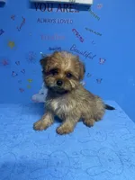 Brownie, a male Shih Tzu for sale in Douglasville, GA – 4 of 10