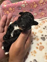 Magic, a male Poodle - Miniature  for sale in Douglasville, GA – Photo 8 of 10