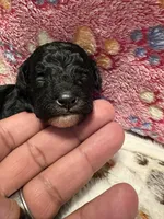 Magic, a male Poodle - Miniature  for sale in Douglasville, GA – Photo 4 of 10