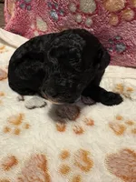 Magic, a male Poodle - Miniature  for sale in Douglasville, GA – Photo 2 of 10