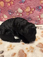 Magic, a male Poodle - Miniature  for sale in Douglasville, GA – Photo 1 of 10