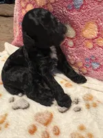 Magic, a male Poodle - Miniature  for sale in Douglasville, GA – Photo 6 of 10
