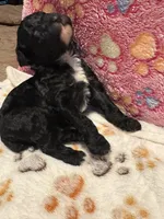 Magic, a male Poodle - Miniature  for sale in Douglasville, GA – Photo 7 of 10
