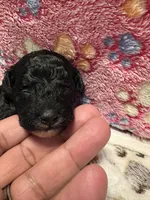 Magic, a male Poodle - Miniature  for sale in Douglasville, GA – Photo 5 of 10